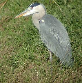 Blauwereiger241002